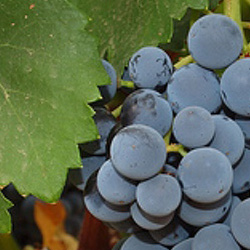 uva Garnacha Tintorera