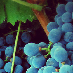 uva Syrah