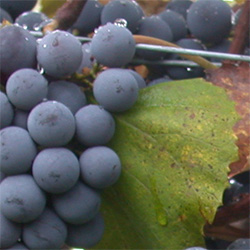 uva Tempranillo