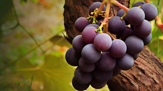 Las uvas, el 'género' de nuestro mosto